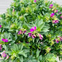 Ovaalvormig blad van de Vleugeltjesbloem